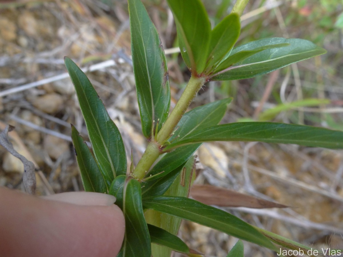 Knoxia spicata (Thwaites ex Trimen) Ridsdale